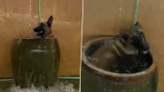गर्मी से निजात पाने के लिए कुत्ते ने ठंडे पानी की टंकी में लगाई डुबकी, मजेदार वीडियो हुआ वायरल (Watch Viral Video)